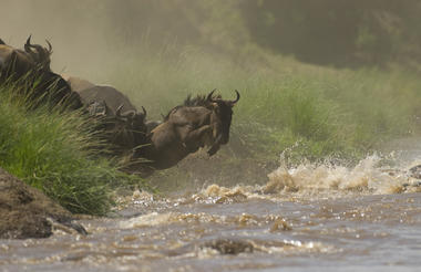 Offbeat Mara - Kenya's famous migration